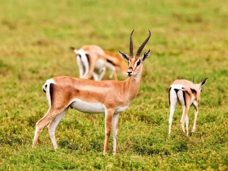 Souss Massa National Park