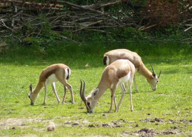 Souss Massa National Park