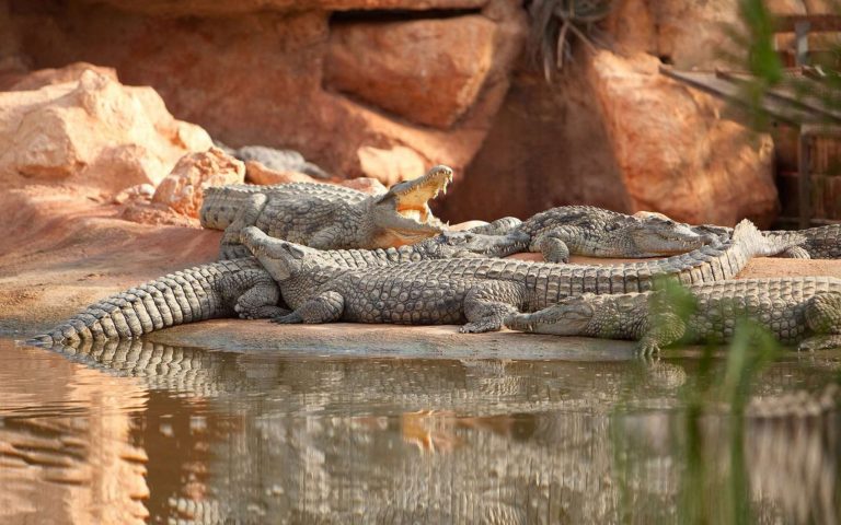 Agadir City Tour – Half Day and Crocodile Park