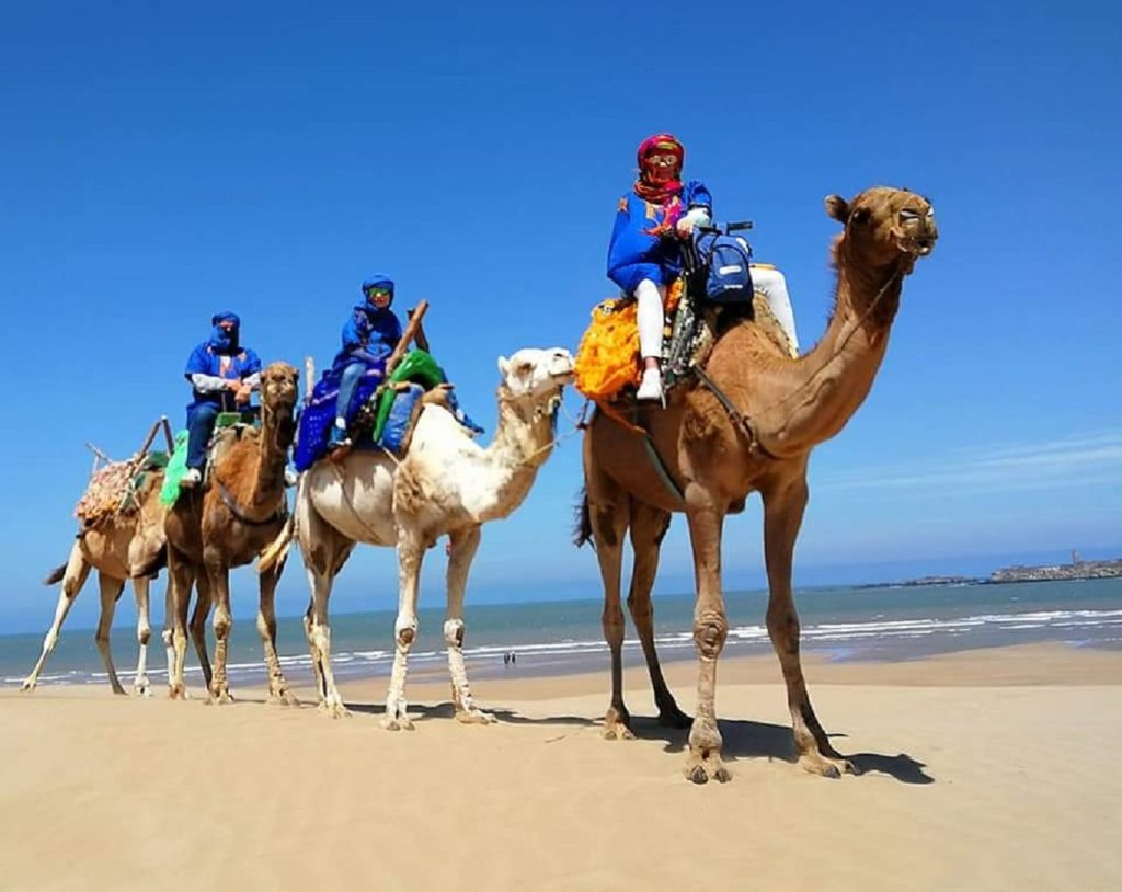 Camel Rides in agadir